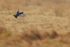 Black Grouse in flight, Scotland
