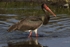 Black Stork
