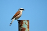 Red-backed Shrike