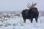 Teton Tough_0531 Watermarked