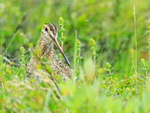 Snipe in undergrowth, Lake Mývatn