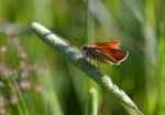 Small Skipper