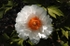 Japanese Peony (orange)