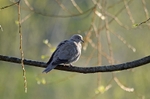Collared Dove