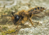 Andrena flavipes (m)