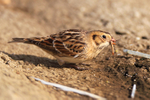 Lapland Bunting feeding on an insect