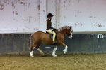 Ring 3 - International -  Working Hunter Classes 23-2-25 portfolio