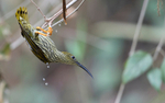 Streaked spider hunter