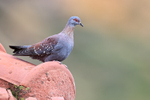 Speckled Pigeon portfolio
