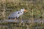 Gotcha! Heron nabs prey.