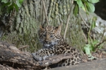 amur cub