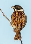 Reed Bunting 1