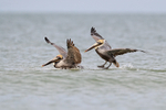 Two Brown Pelicans land together on sea, Fort De Soto, Florida