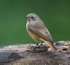 Female Common Redstart