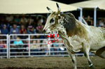 3HRodeo8-5-24_CFD_3HR-YUMA- 6148_