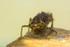 Emperor dragonfly larva