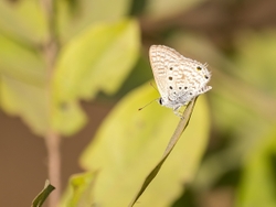 Tiger Blue