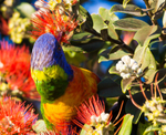Lorikeet Feeding 11