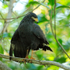 Common Black Hawk, Damas Island, Costa Rica