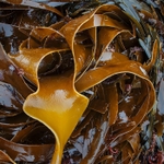 Kelp, Slaggan bay