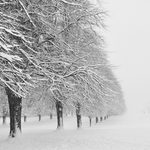 Whiteout