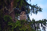 Northern Hawk Owl