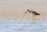 Greater Yellowlegs standing in lagoon, Fort De Soto, Florida