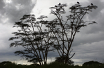 Marabou Stork Roost