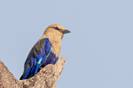 Blue-bellied Roller