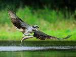 Scottish Osprey lifts off with a fish at Rothiemurchus