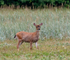 Black-tailed Deer