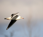 Black Headed Gull