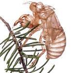 Exoskeleton of Cicada (Cicada orni) MYN