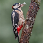 2nd Print Woodpecker Eating Charlie Kidd