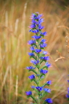FLOWER KAIKURA