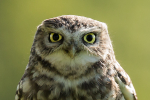 Little Owl