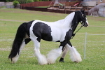 SIAL5751