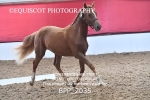 BPP_2035