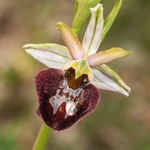 Ophrys sphegodes ssp majellensis (Ophrys passionis ssp majellensis) 