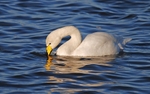 Whooper Swan
