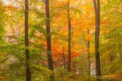 Autumn Beech