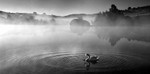Swan in Mist Mono