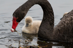 Black Swan Family 9