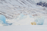 Polar Bear cub rubbing itself against an iceberg, Svalbard