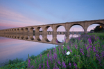 Railroad Bridge Sunrise Flowers