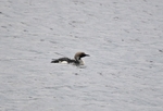 Black-throated Diver
