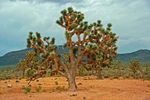 Joshua Tree