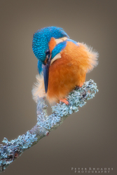Kingfisher