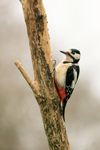 Great Spotted Woodpecker portfolio