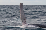 Whale Wave 0A3A0111